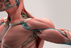 ABMP Five-Minute Muscles App